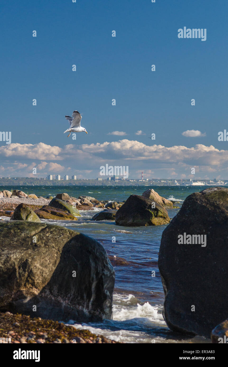 Planeur mouette sur la mer Baltique près de la côte rocheuse de la ville de Tallinn, Estonie Banque D'Images