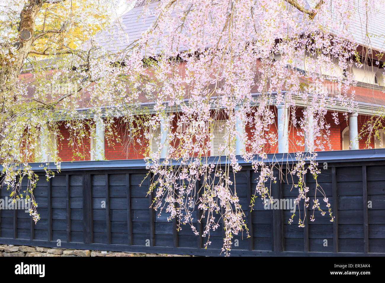 Des pleurs des cerises de Kakunodate, District de samouraï Akita (Japon) Banque D'Images