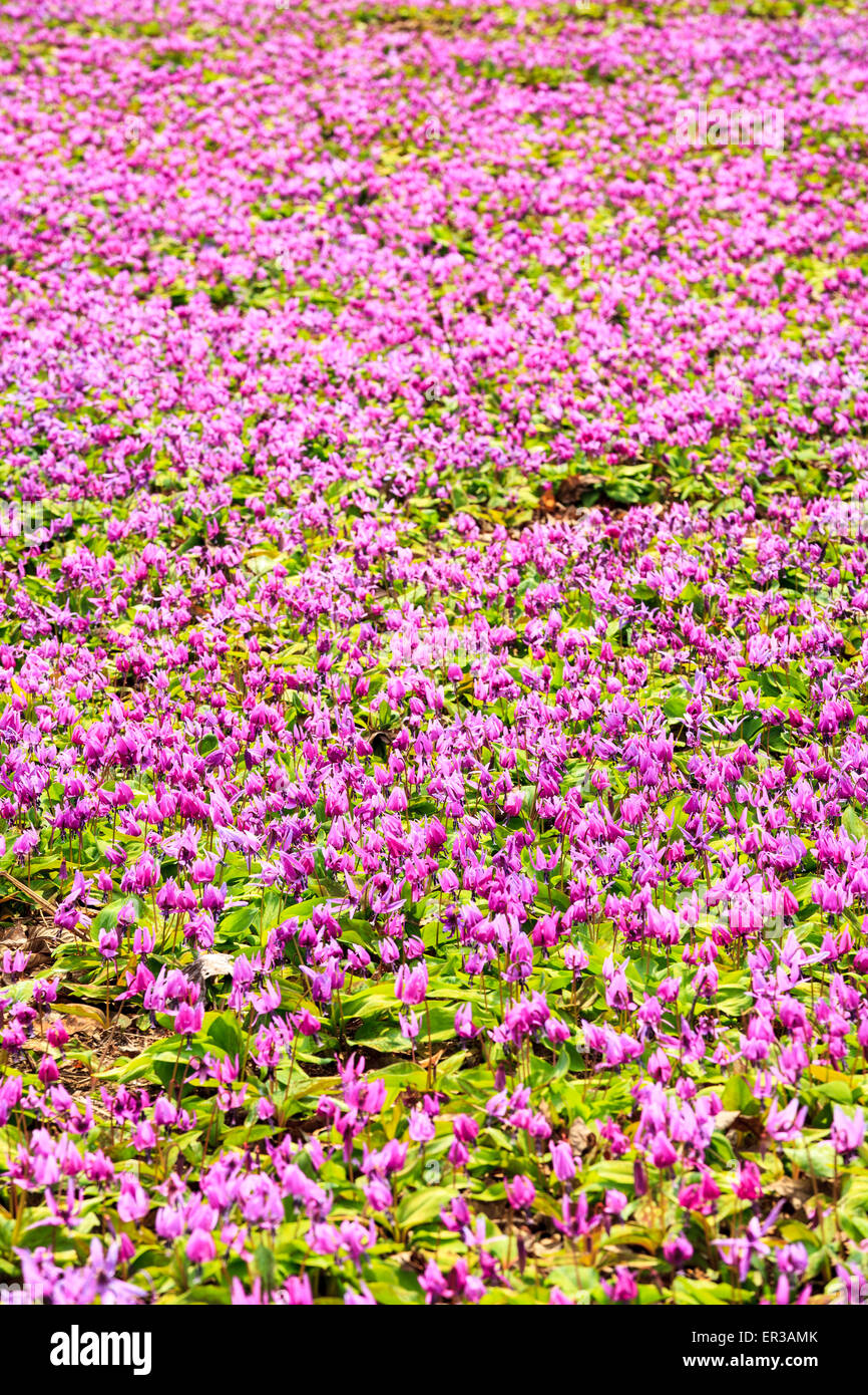 Violet Dogtooth, Colonie Semboku, Ville Akita, Japon Banque D'Images