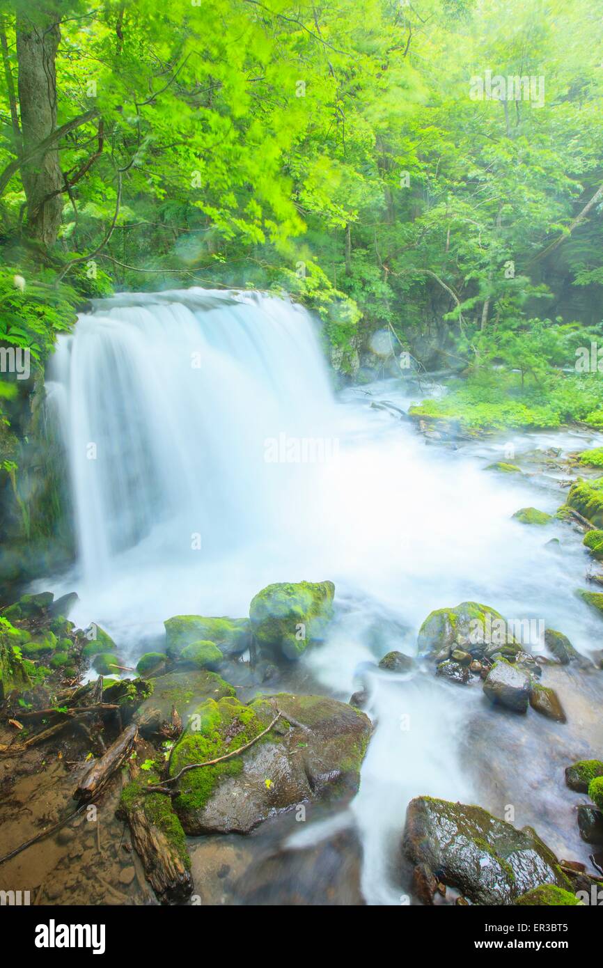 Oirase Stream, Cyoushiootaki, Aomori, Japon Banque D'Images