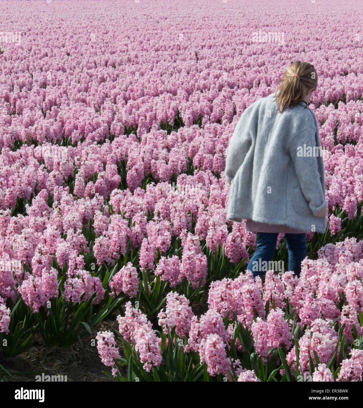 Fille qui marche à travers un champ de fleurs de jacinthe rose Banque D'Images