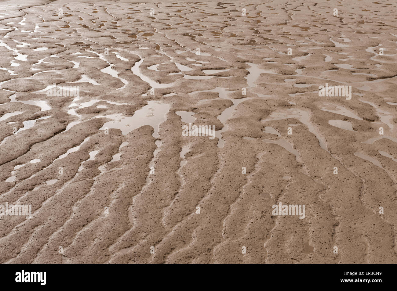 Piscines sinueuses et les flaques d'eau laissées dans la vase et la boue dans l'estuaire de la Tamise à Erith à marée basse Banque D'Images