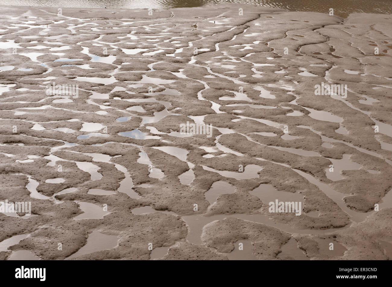 Piscines sinueuses et les flaques d'eau laissées dans la vase et la boue dans l'estuaire de la Tamise à Erith à marée basse Banque D'Images