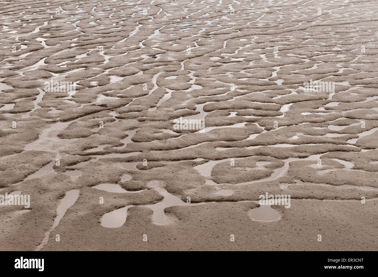 Piscines sinueuses et les flaques d'eau laissées dans la vase et la boue dans l'estuaire de la Tamise à Erith à marée basse Banque D'Images