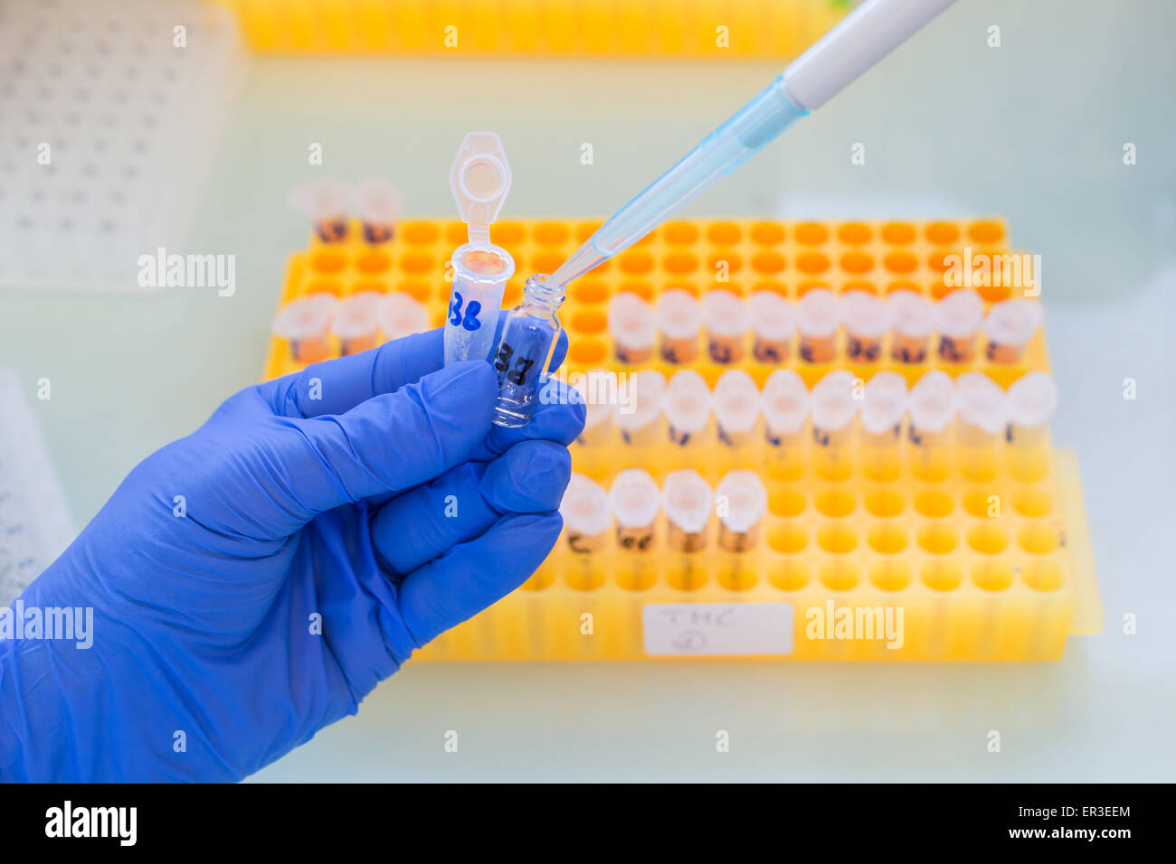 Recherche et taux de HRT test cannabis dans le sérum dans le cadre d'une analyse médico-légale. Banque D'Images