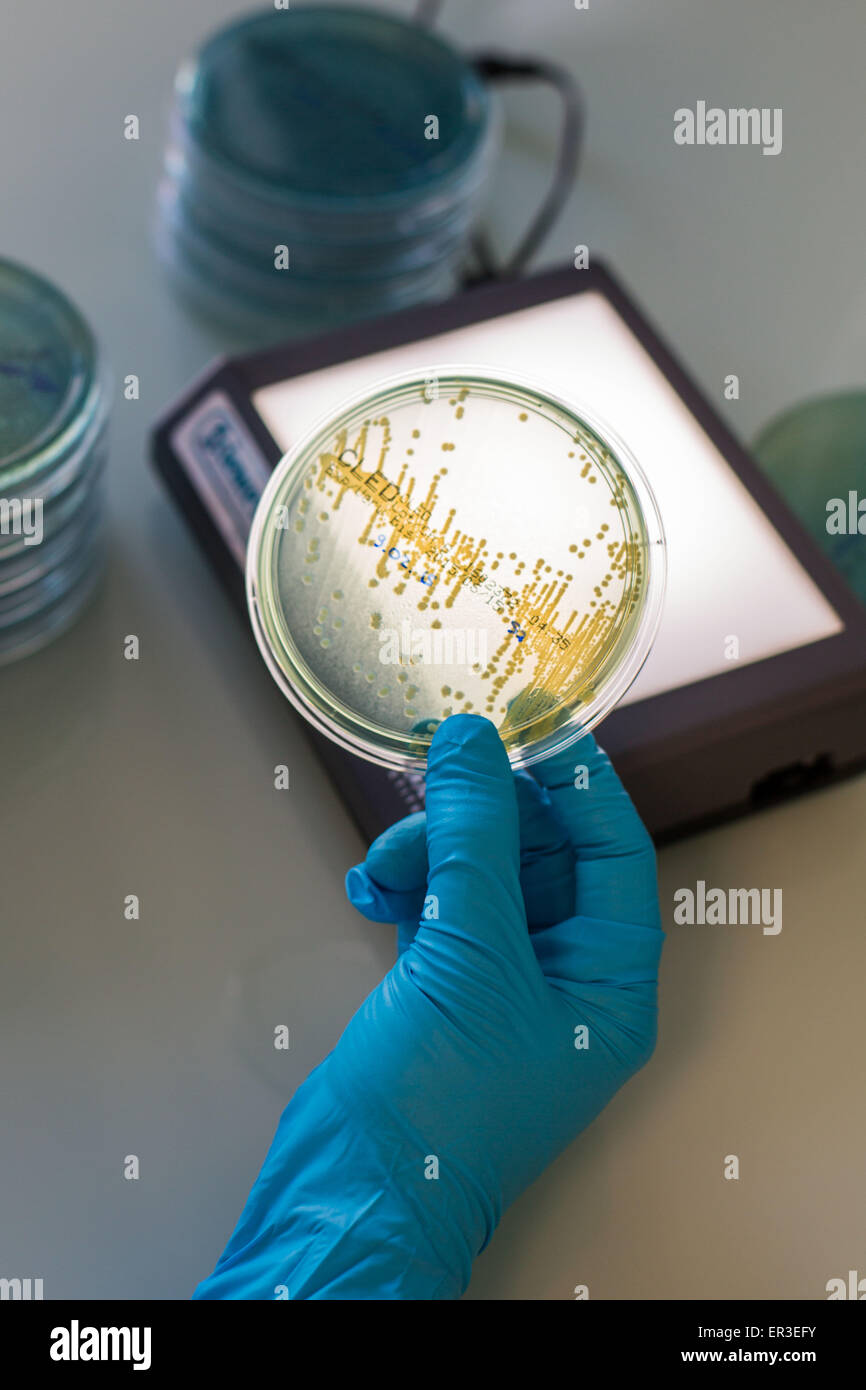 Mains tenant une plaque de culture des tests pour détecter la présence de bactéries Escherichia coli en regardant la résistance aux antibiotiques. Banque D'Images