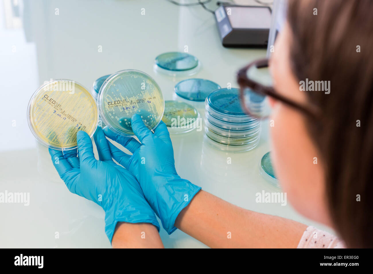 Mains tenant une plaque de culture des tests pour détecter la présence de bactéries Escherichia coli en regardant la résistance aux antibiotiques. Banque D'Images