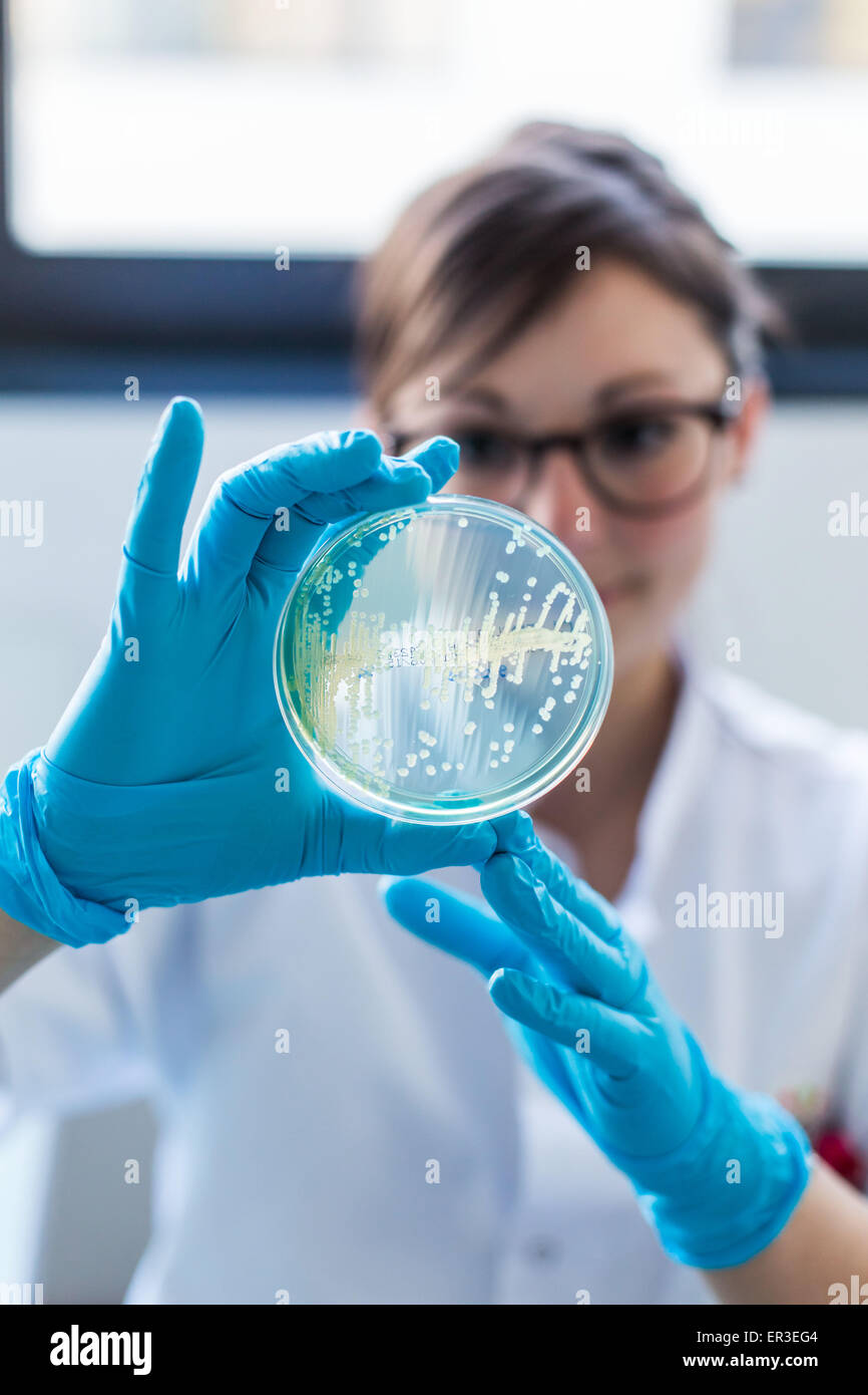 Mains tenant une plaque de culture des tests pour détecter la présence de bactéries Escherichia coli en regardant la résistance aux antibiotiques, de la biologie et au Centre de recherche en santé de l'Hôpital Universitaire, Limoges, France. Banque D'Images