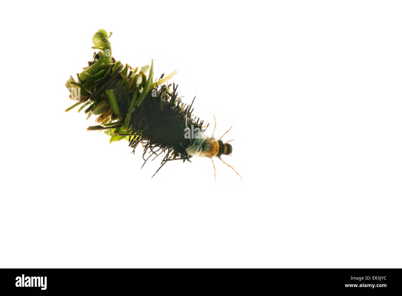 Cas d'insecte caddis larve fabriqués à partir de feuilles coupées et les matières organiques les planorbes des feuilles des plantes et les coquilles de cas Accueil Banque D'Images