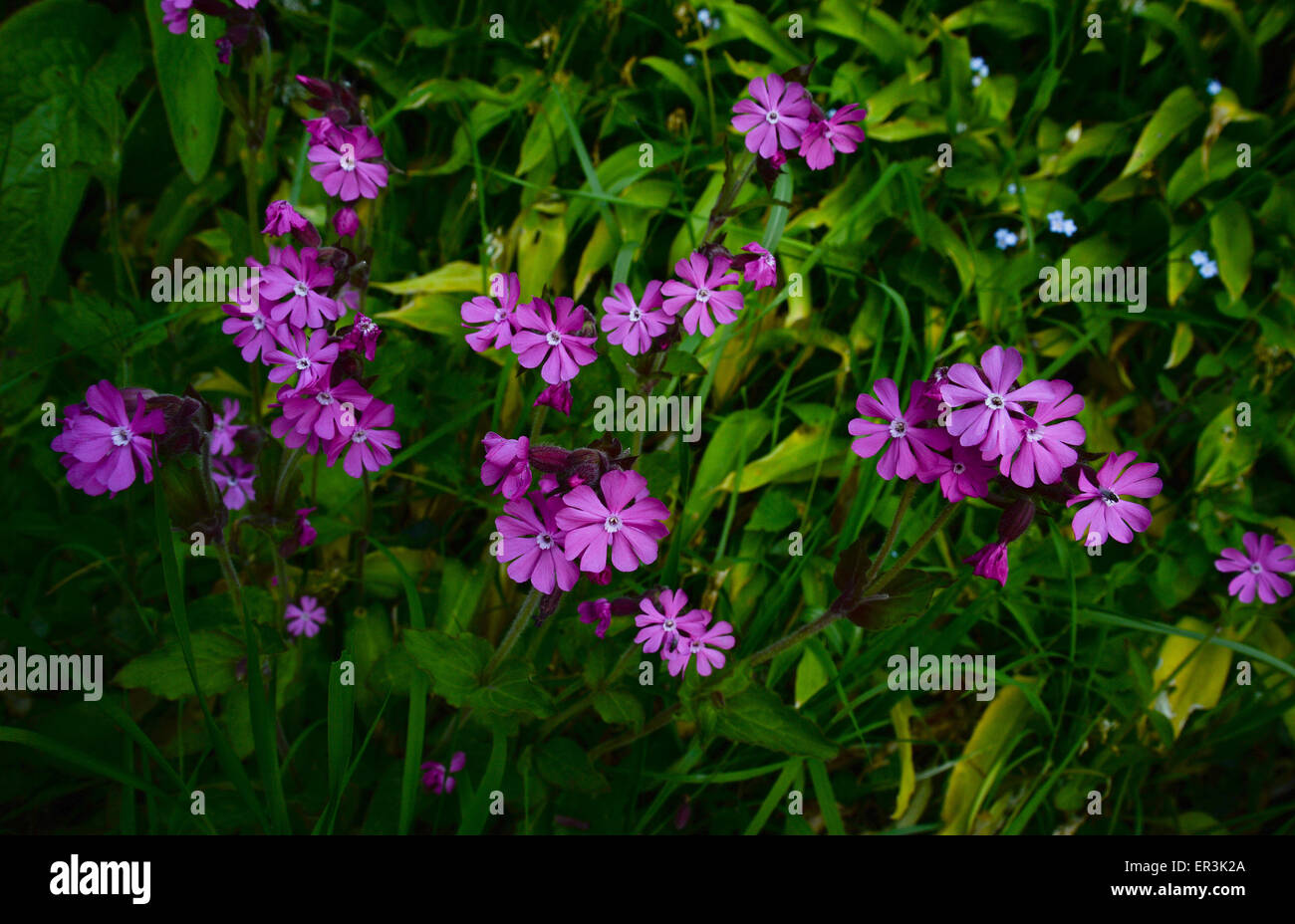 Red (Silene dioica) Banque D'Images