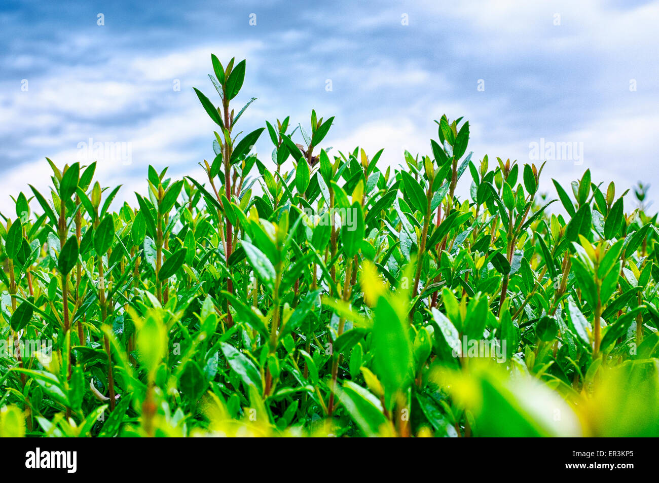 Détail d'une couverture verte Banque D'Images