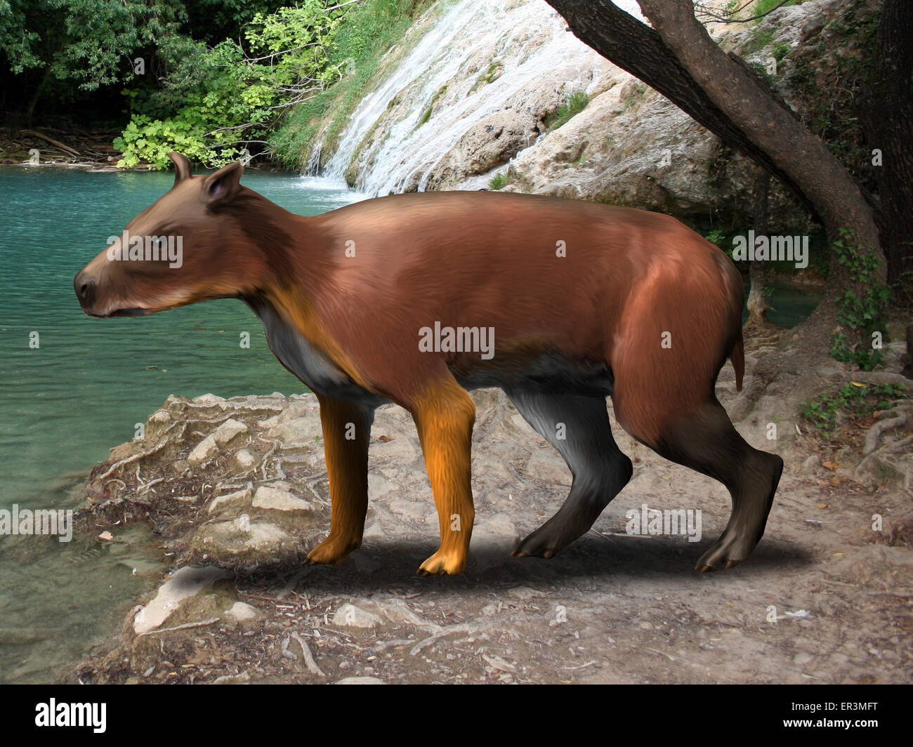 Elomeryx est un ongulé artiodactyle à partir de l'ère cénozoïque. Banque D'Images