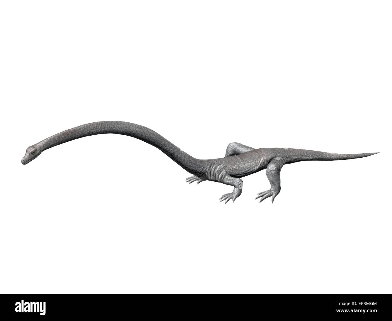 Tanystropheus est un archosauromorph du Trias moyen de l'Italie. Banque D'Images