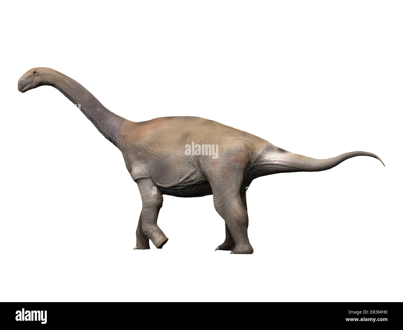 Zby atlanticus est un dinosaure sauropode du Jurassique tardif. Banque D'Images