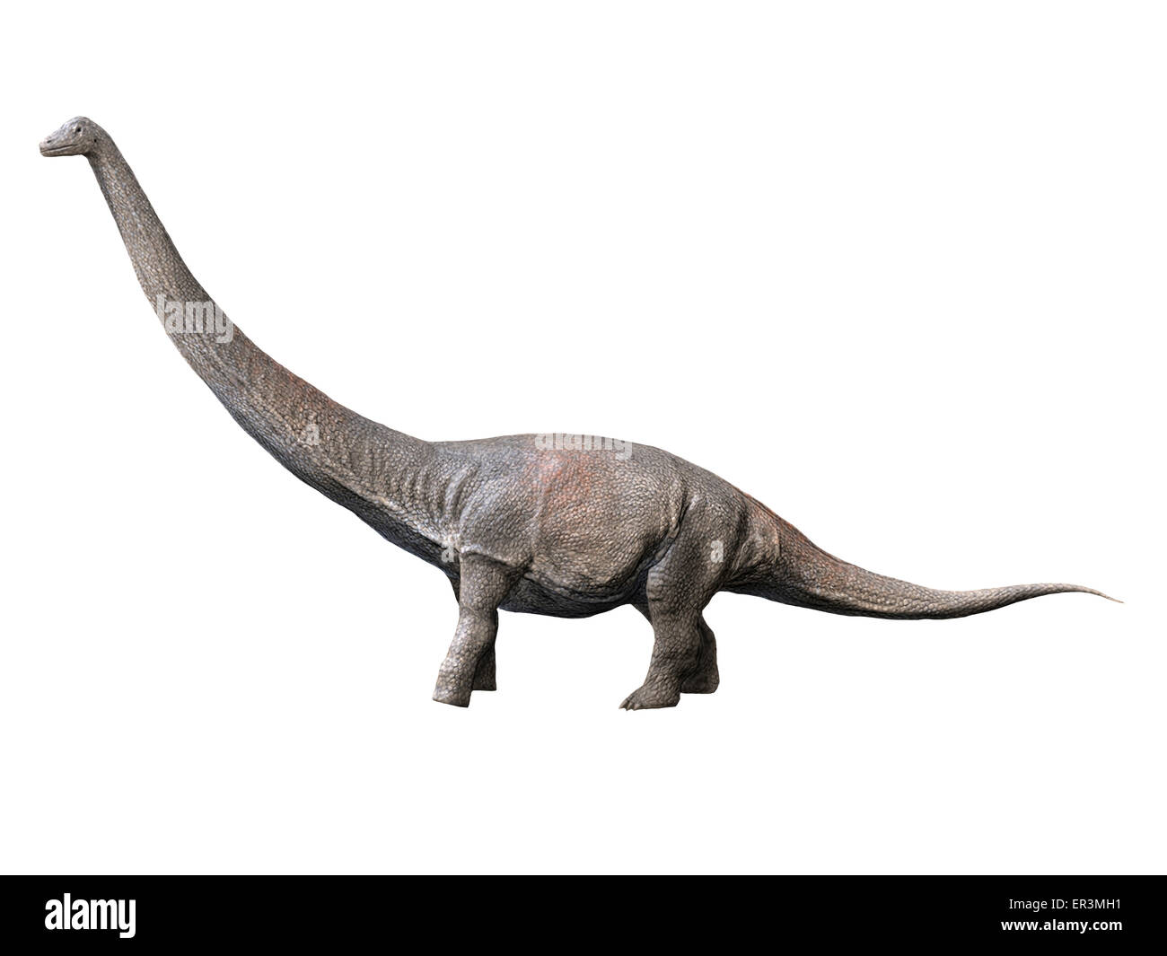 Dreadnoughtus est un dinosaure sauropode à partir de la fin du Crétacé de l'Argentine. Banque D'Images