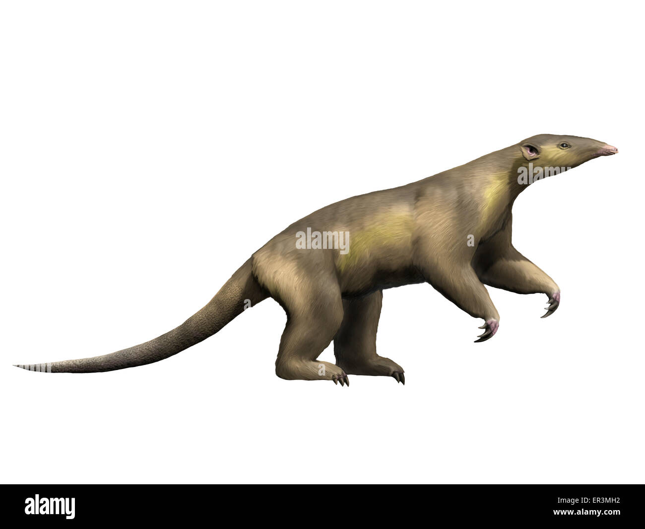 Eurotamandua est une espèce de mammifères de l'Éocène de l'Allemagne. Banque D'Images