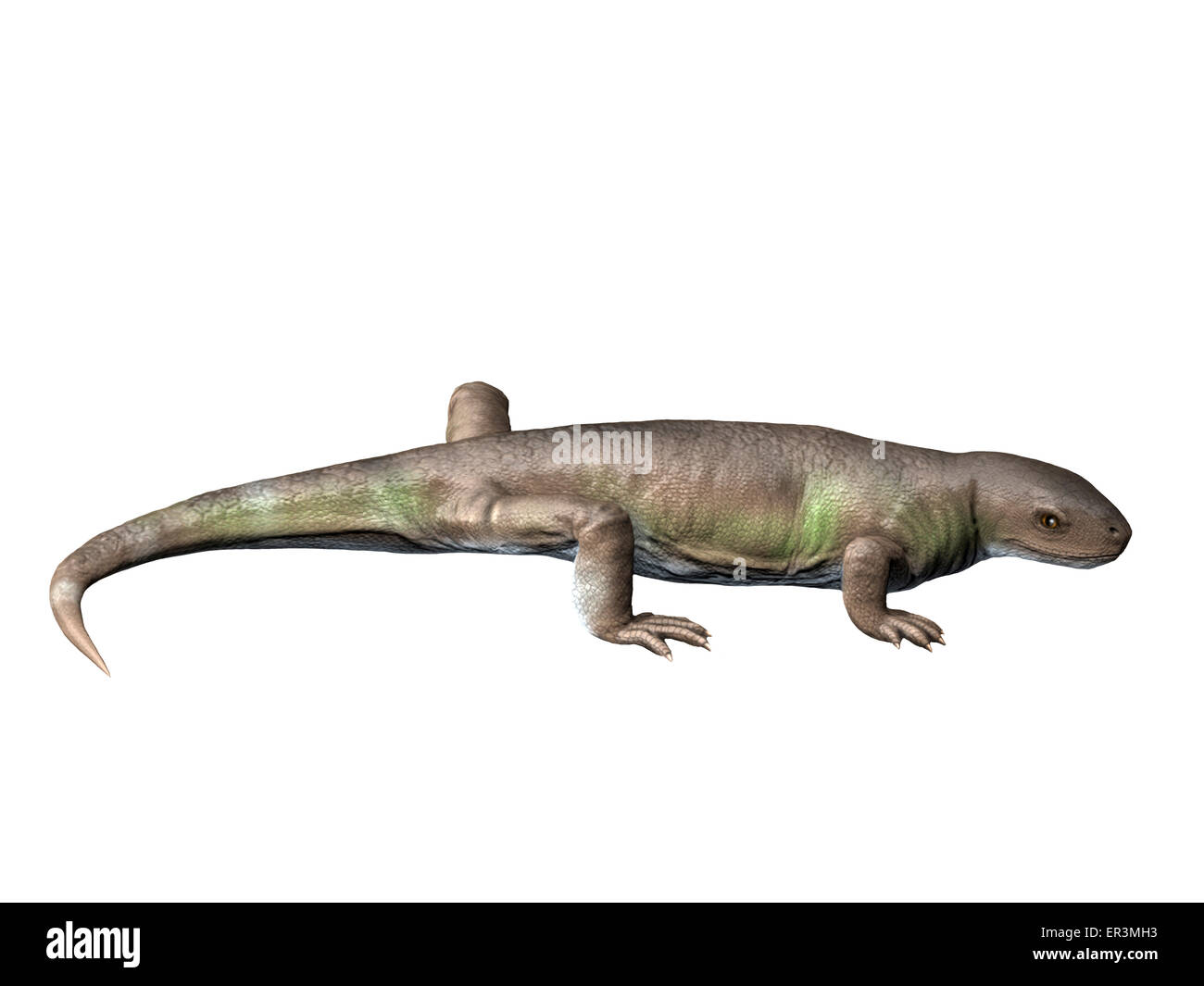 Un synapsid Eocasea est de la fin du Carbonifère du Kansas. Banque D'Images