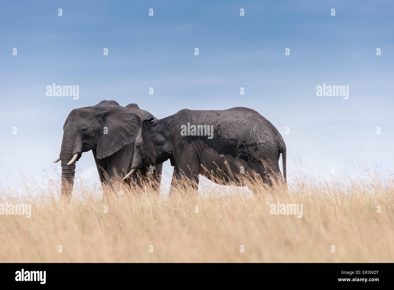 Éléphant dans la savane de l'Afrique Banque D'Images