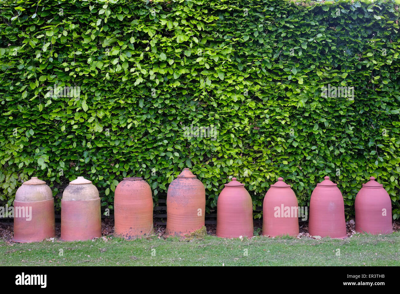 Ligne de la rhubarbe en terre cuite et d'arrière-plan de couverture forcers vert Banque D'Images