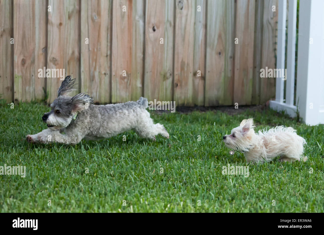 véritable mordu Banque D'Images