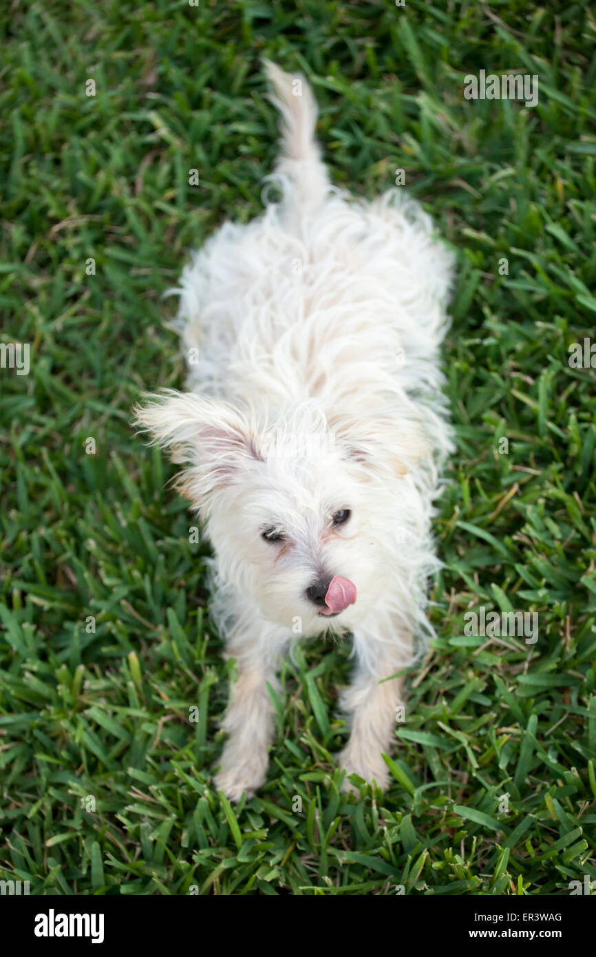 Chiot morkie Banque D'Images