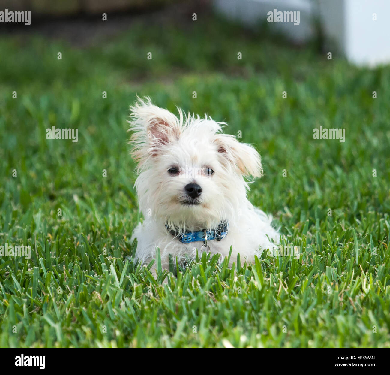 Chiot morkie Banque D'Images