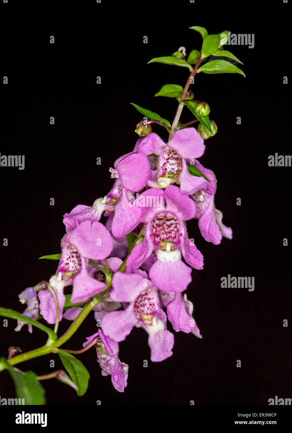 Tall encombré de souches violet / rose fleurs et feuilles vert émeraude d'Angélonia sur fond noir Banque D'Images