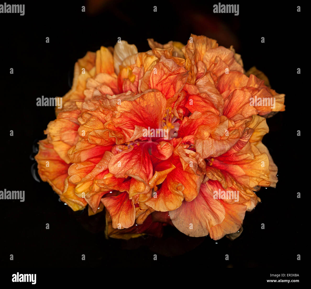 Fleur double de couleur orange vif 'Hibiscus Beach Ball' flottant sur l'eau noire de l'étang de jardin. Banque D'Images