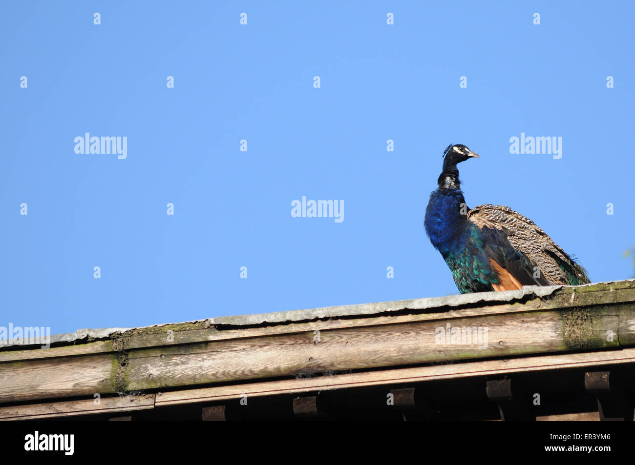 Les plumes de paon, des festivals de musique UK, festivals de musique, arts et music festival, festival d'été Banque D'Images