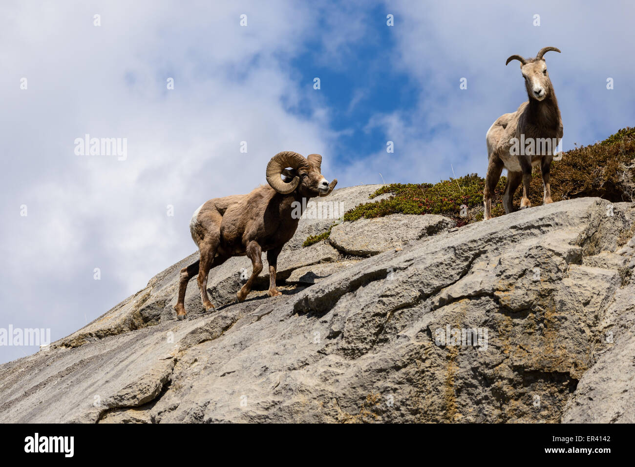 Ovis canadensis ram et de brebis sur la falaise dans le parc national Jasper Banque D'Images