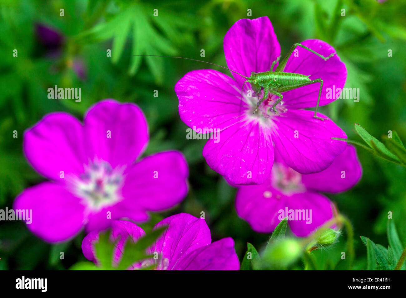 Cranesbill Geranium sanguineum 'Suleiken' fleurs en fleurs Hardy Geranium Rose insecte fleurissant Tettigonia viridissima Grande nymphe verte de brousse-cricket Banque D'Images