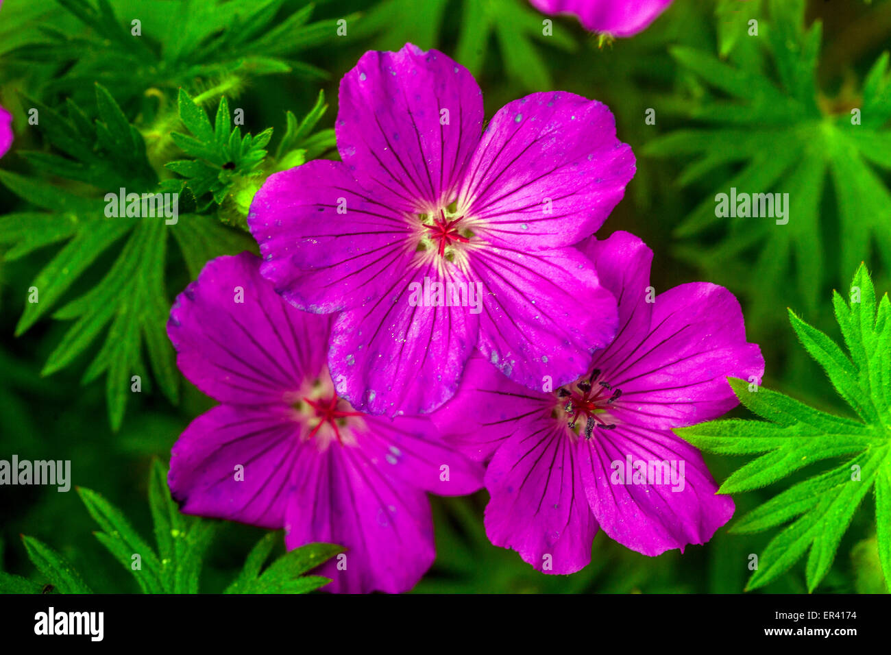 Géraniums sanguineum 'Suleiken', géraniums Cranesbill Hardy Banque D'Images