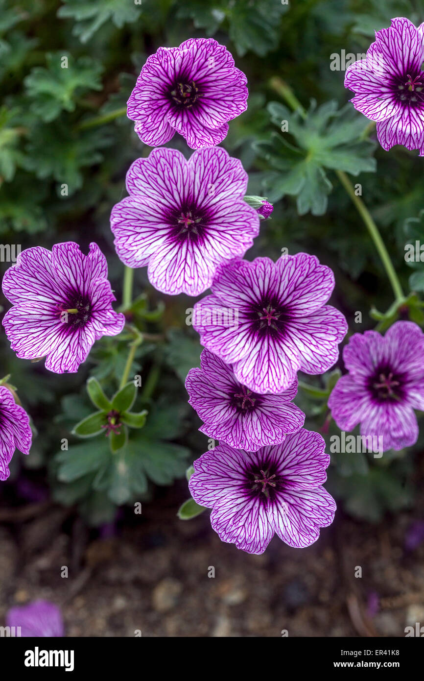Hardy Geranium cinereum 'Laurence Flatman' Cranesbill fleurs fleurs cranesbill violettes fleurs fleurs fleurs Hardy géraniums plante printanière vivace mai Banque D'Images