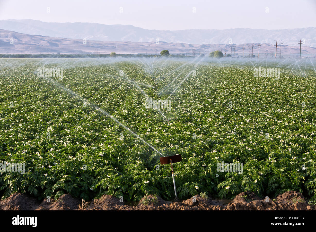 Champ de pommes de terre blanches floraison 'Solanum tuberosum' l'irrigation par aspersion. Banque D'Images