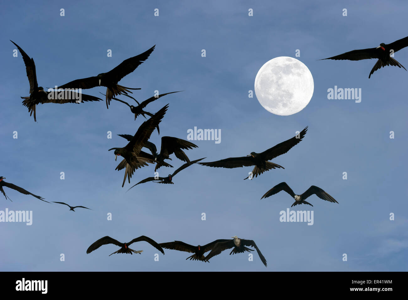 Spooky oiseaux volant avec la pleine lune dans la distance Banque D'Images