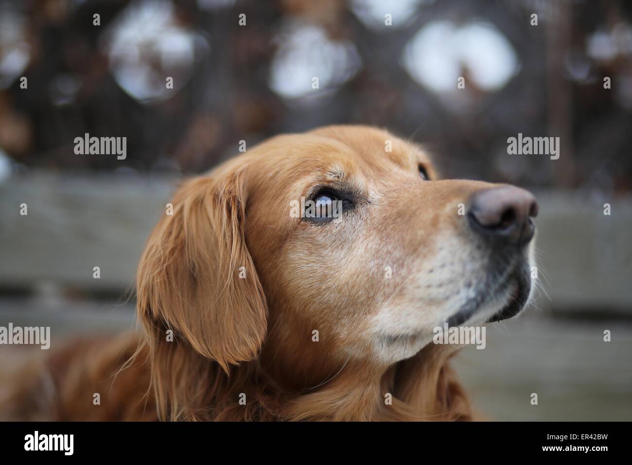 Un gros plan du visage d'un vieux chien Golden Retriever. Banque D'Images