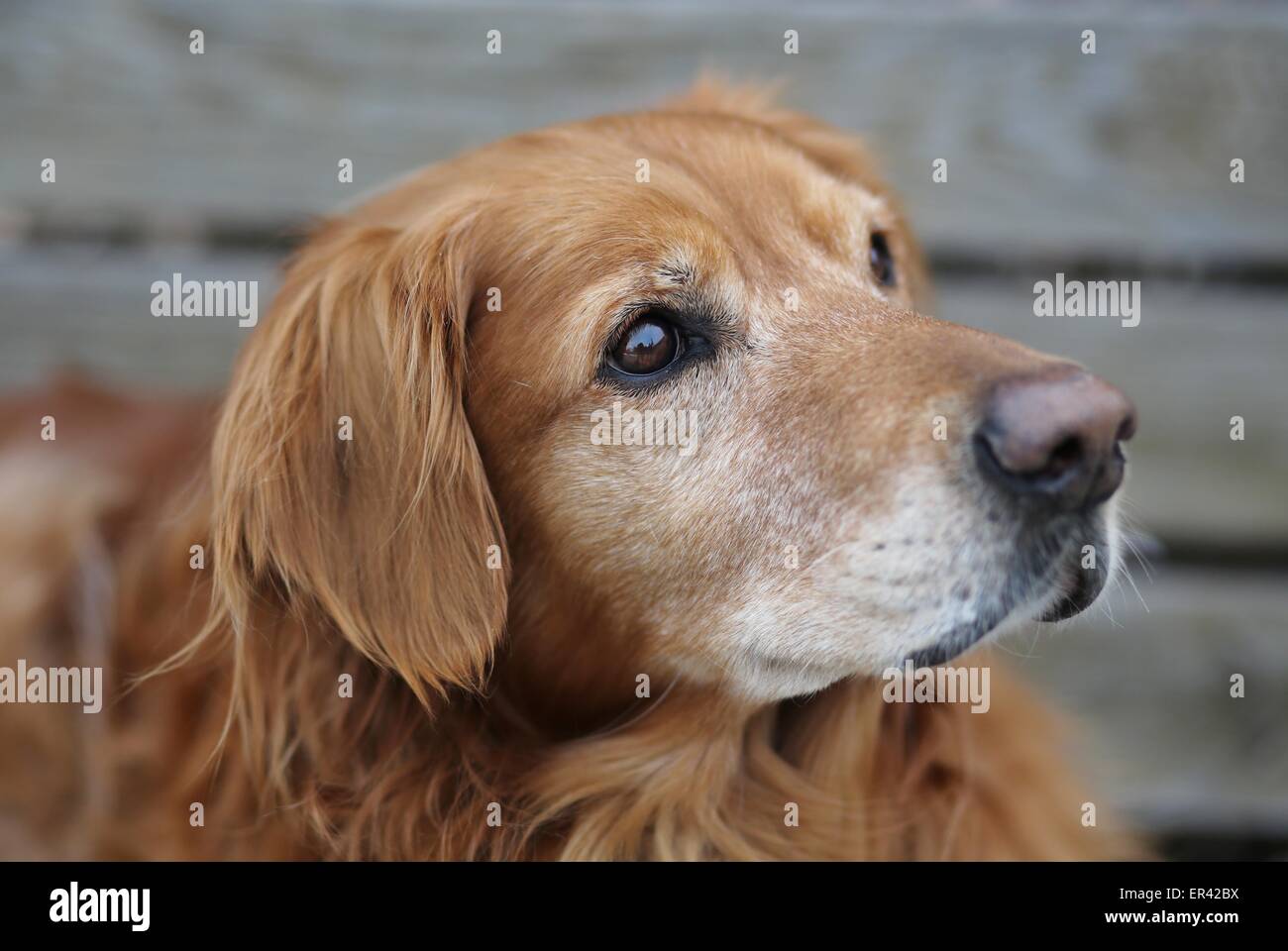 Un gros plan du visage d'un vieux chien Golden Retriever. Banque D'Images