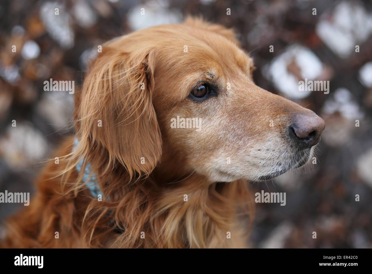 Un gros plan du visage d'un vieux chien Golden Retriever. Banque D'Images
