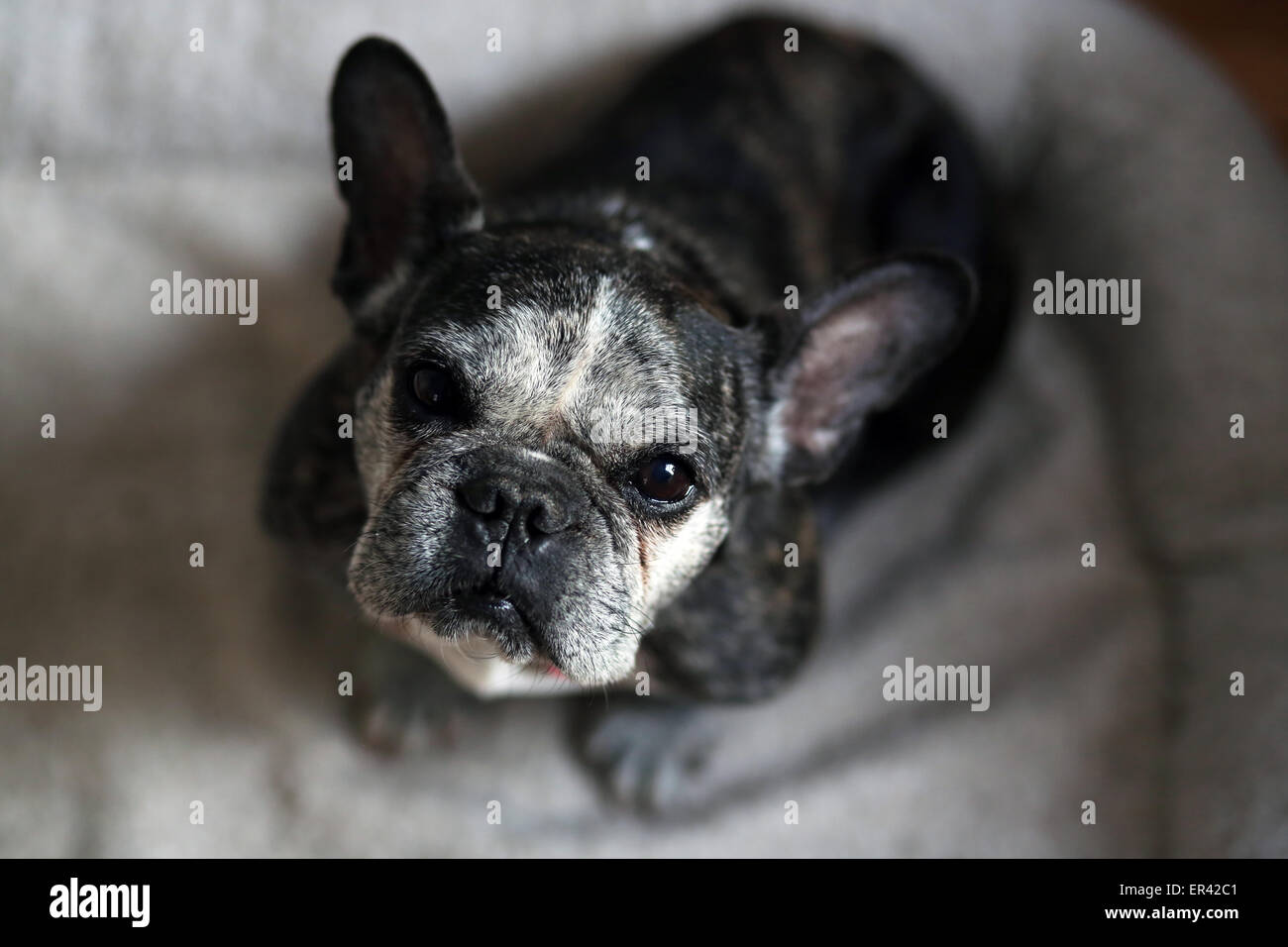 Un vieux bouledogue français jusqu'à la recherche. Banque D'Images