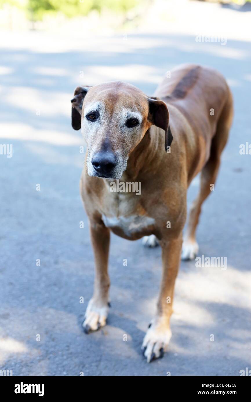 Un vieux chien Rhodesian Ridgeback. Banque D'Images
