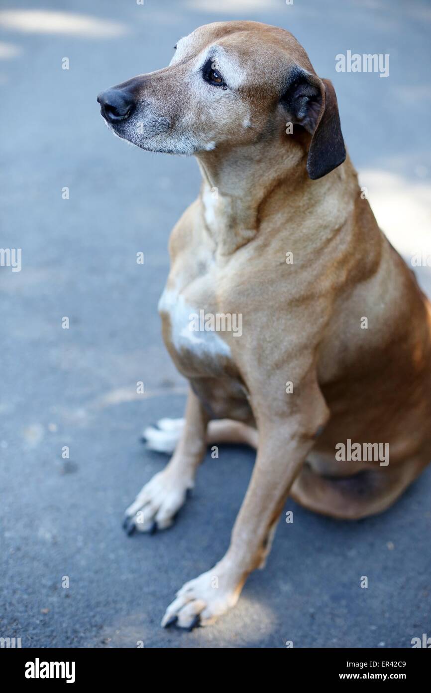 Un vieux chien Rhodesian Ridgeback. Banque D'Images