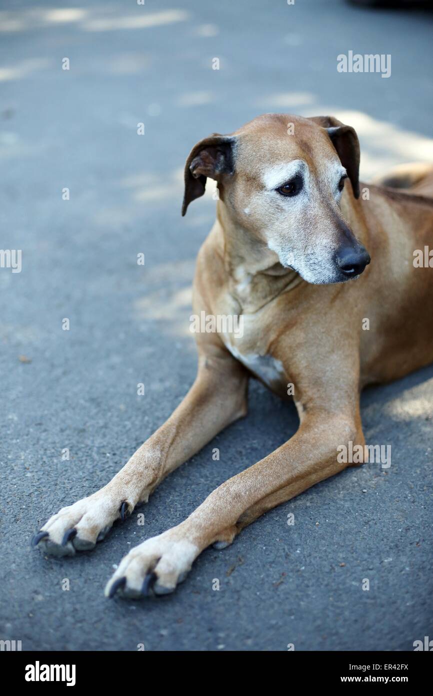 Un vieux chien Rhodesian Ridgeback. Banque D'Images