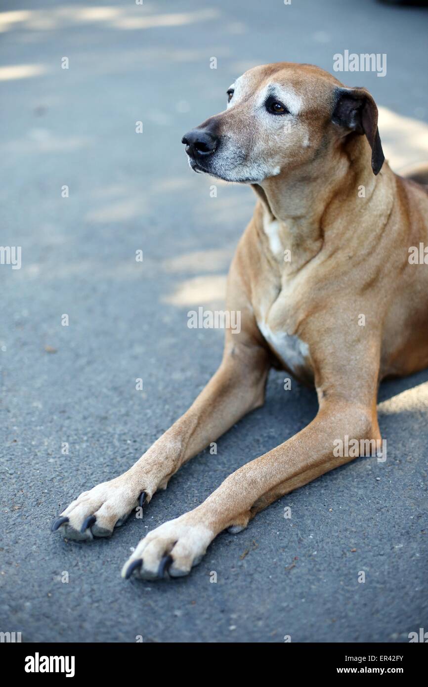 Un vieux chien Rhodesian Ridgeback. Banque D'Images