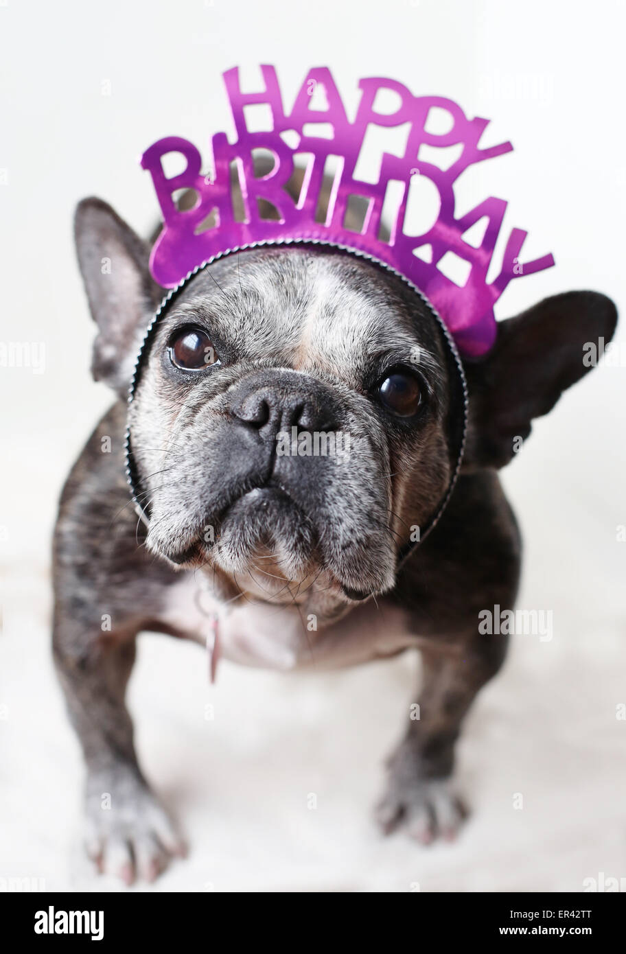 Un Doux Vieux Bouledogue Francais Portant Un Joyeux Anniversaire Tiara Photo Stock Alamy