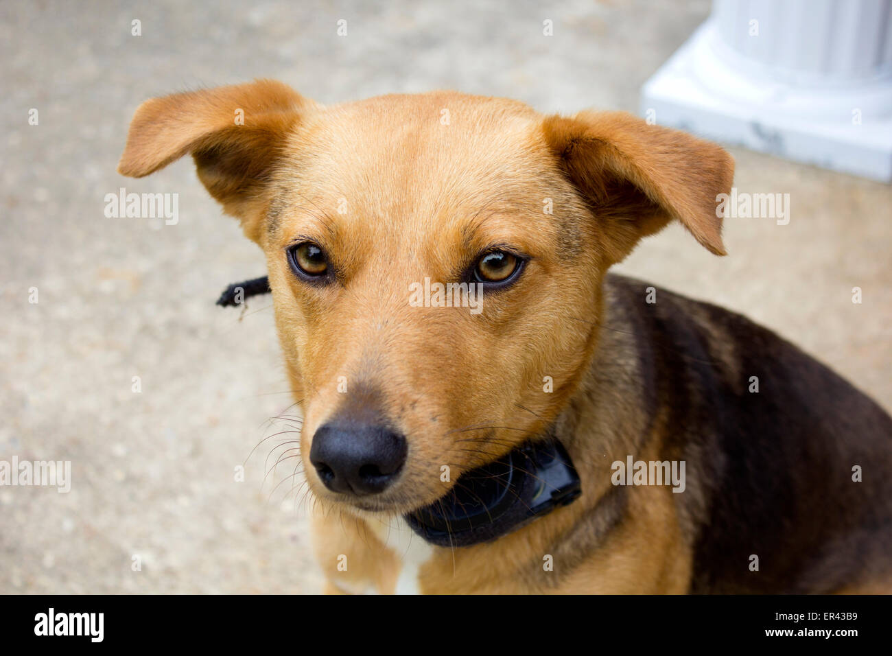 chien chiot brun Banque D'Images