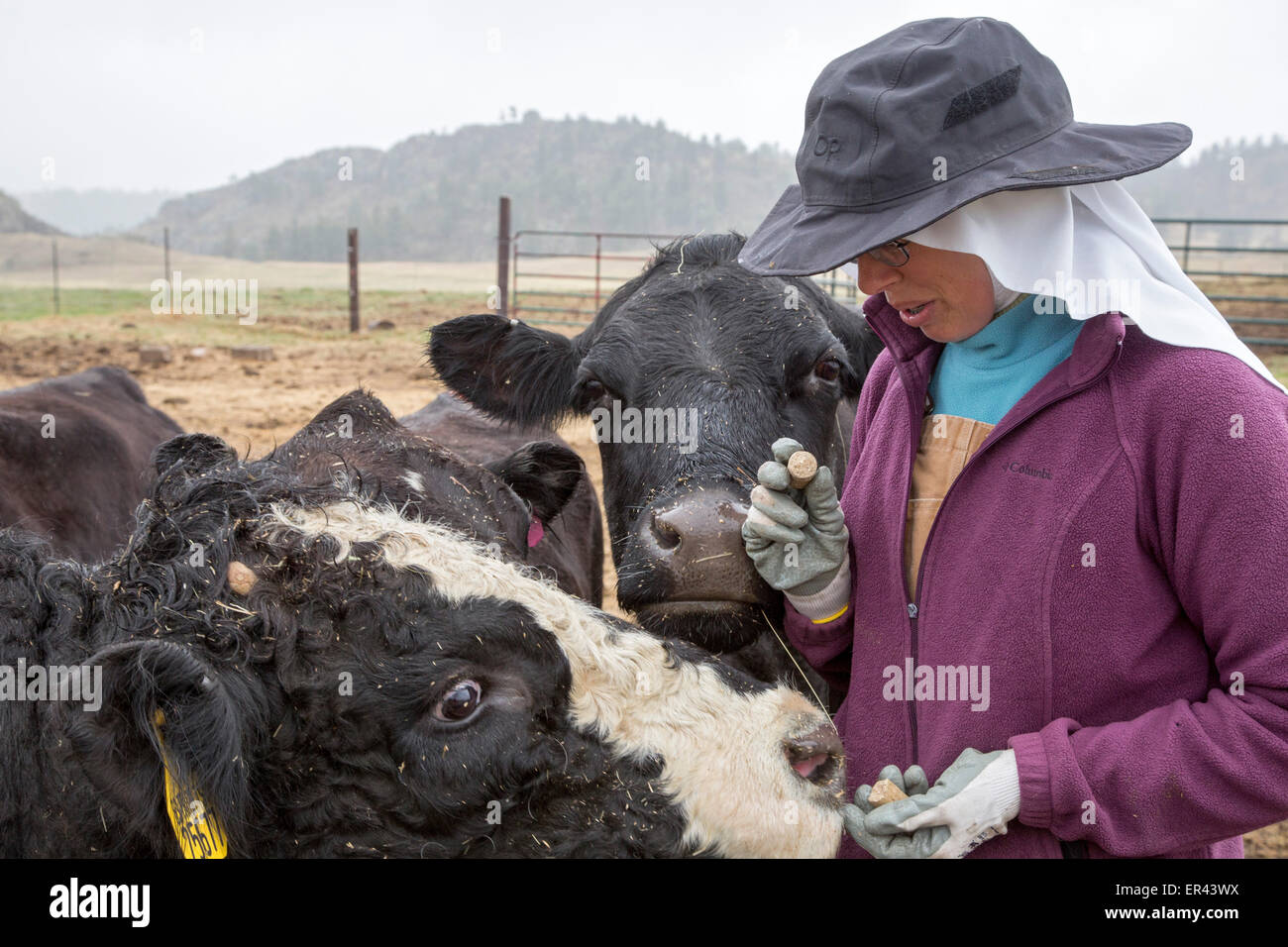 Virginia Dale, Colorado - l'abbaye de St Walburga, où les moniales dominicaines prient et exécuter un ranch de bétail. Banque D'Images