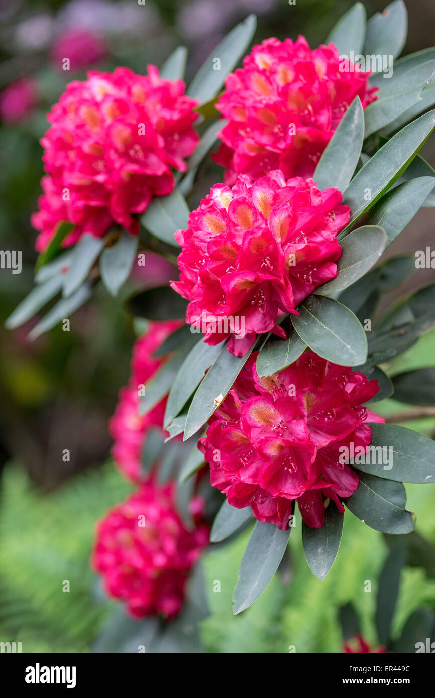Rhododendron Nova Zembla rouge blossom close up Banque D'Images