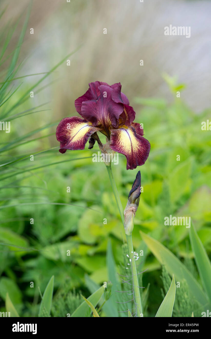 Iris 'haut' Fleur provençale Banque D'Images