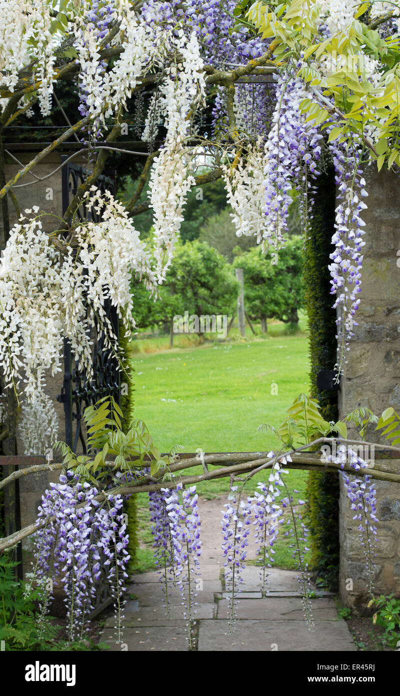 Dans la voûte de glycines jardin jardins formels à Waterperry, Oxfordshire, Angleterre Banque D'Images