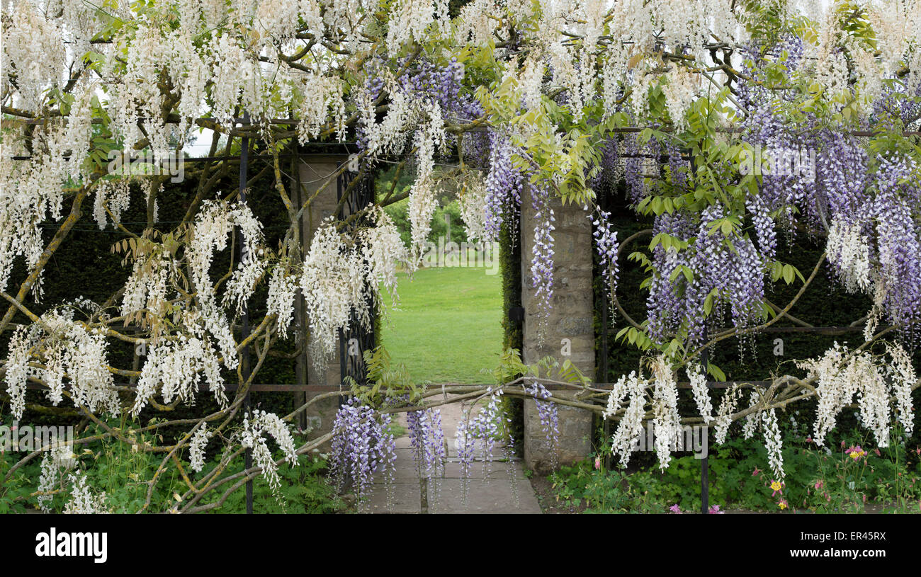 Dans la voûte de glycines jardin jardins formels à Waterperry, Oxfordshire, Angleterre Banque D'Images